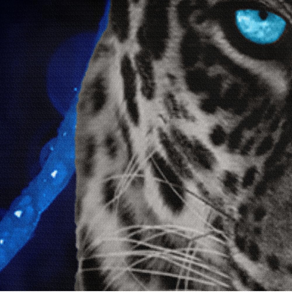 Holiyjog Animal and Blue Roses King Duvet Cover Set Flowers Comforter-Cover and Pillowcases Black Background Cheetah Print Bedding Set Leopard Bedroom Decor