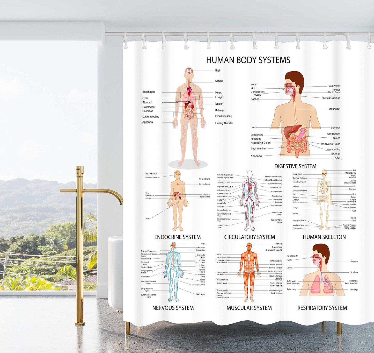 AO BLARE Human Anatomy Shower Curtain Complete Chart of Different Human Organ System Polyester Fabric Shower Curtain 72X72 Inches